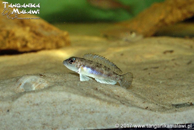 Lamprologus sp. 'ornatipinnis zambia' Cameron Bay